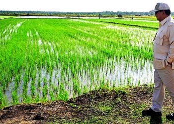 Mewujudkan Papua Selatan sebagai Kawasan Sentra Produksi Pangan Indonesia